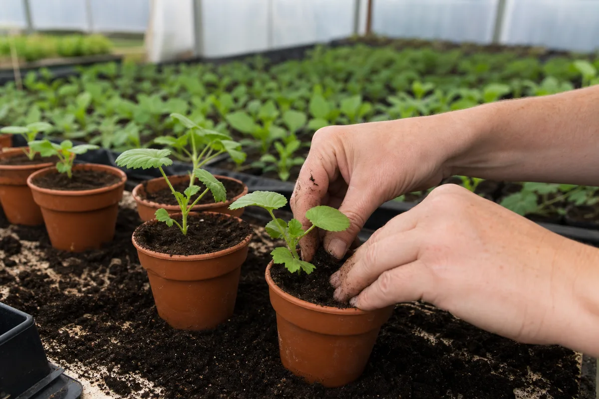 Mains repiquant de jeunes plants en godets sur une table de culture dans une serre horticole